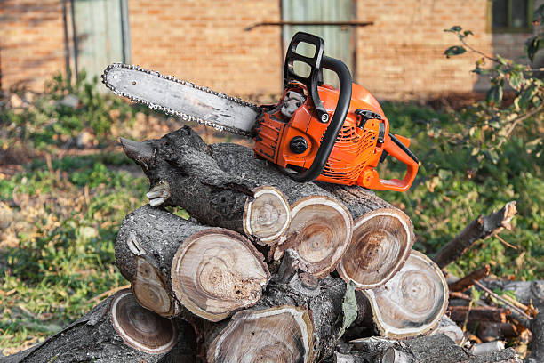 Best Emergency Tree Service  in Flora Vista, NM